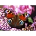 Peacock Butterfly Inachis io Pupae 